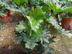 ?？谲缌芑ɑ芊N苗 為您的家居生活增添自然色彩