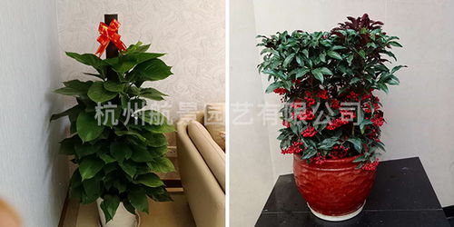 余杭區專業工廠綠化公司 花卉配置的藝術與科學